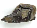 Fossile d'caille ganoide de Poisson Lepidotes maximus du jurassique Boulonnais